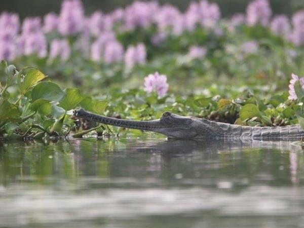 Nepal budget tiger safari in Chitwan NP
