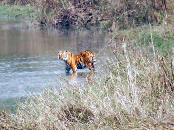 Nepal budget tiger safari in Chitwan NP