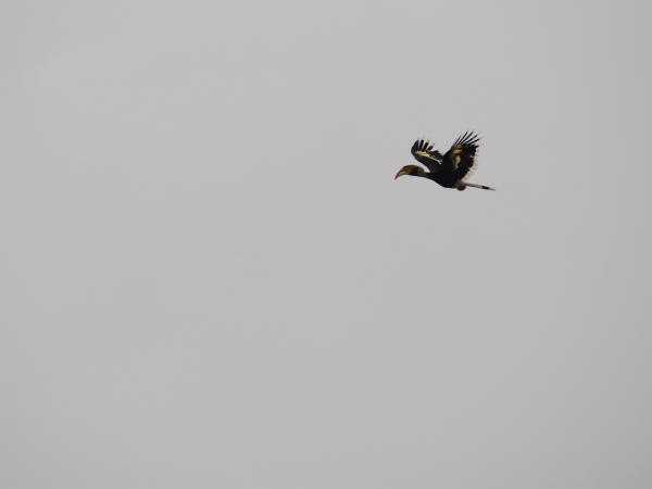 Nepal budget tiger safari in Chitwan NP