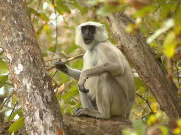 Nepal budget tiger safari in Chitwan NP