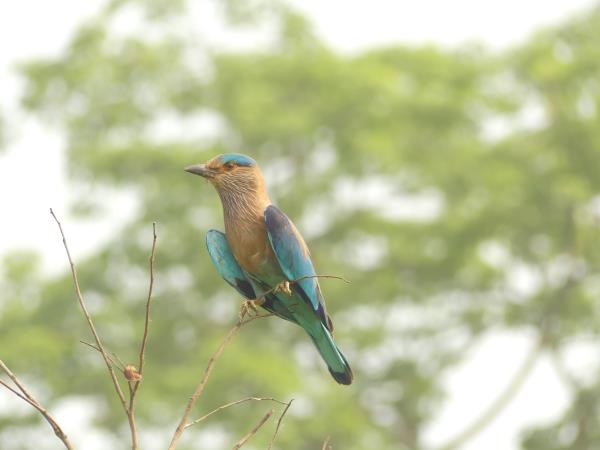Nepal budget tiger safari in Chitwan NP