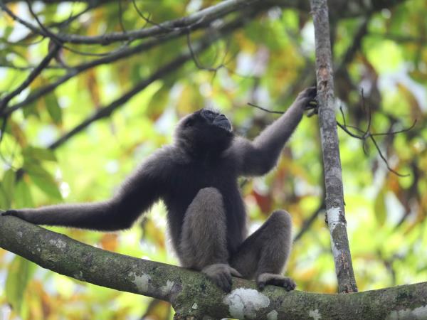 Borneo rare mammals wildlife tour