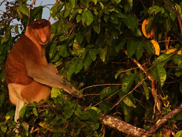 Borneo rare mammals wildlife tour