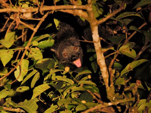 Borneo rare mammals wildlife tour