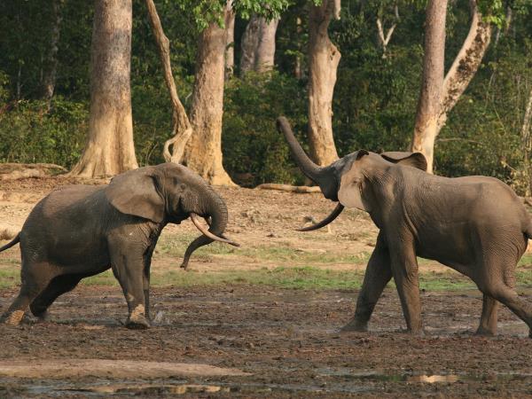 Gabon wildlife tour