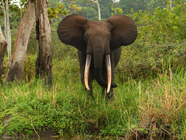 Gabon wildlife tour