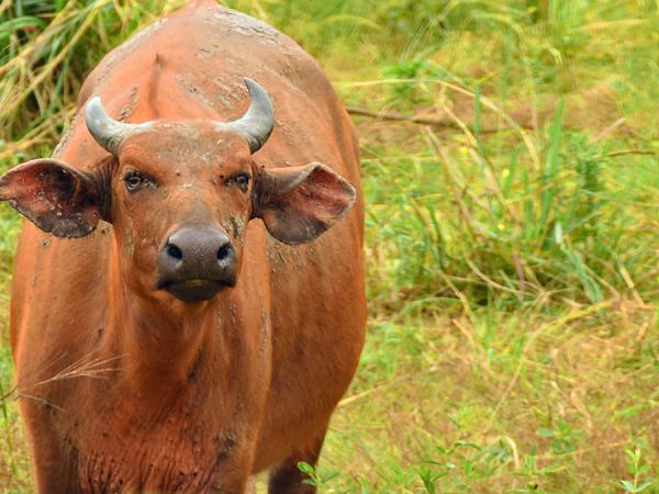 Gabon wildlife tour