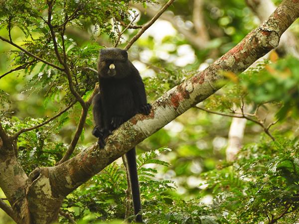 Gabon wildlife tour