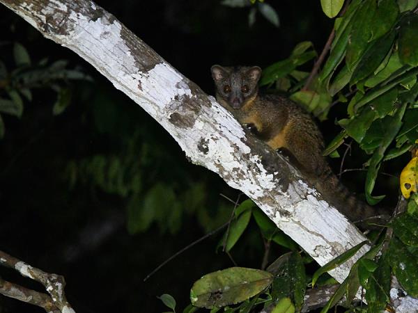 Gabon wildlife tour