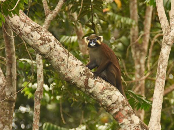 Gabon wildlife tour