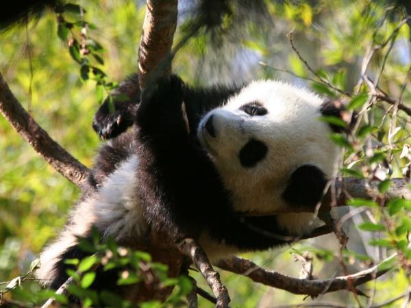 China small group wildlife tour