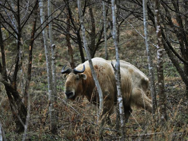 China small group wildlife tour