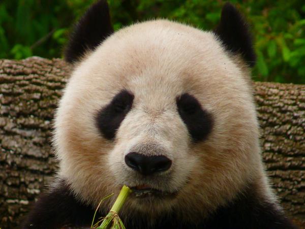 China small group wildlife tour
