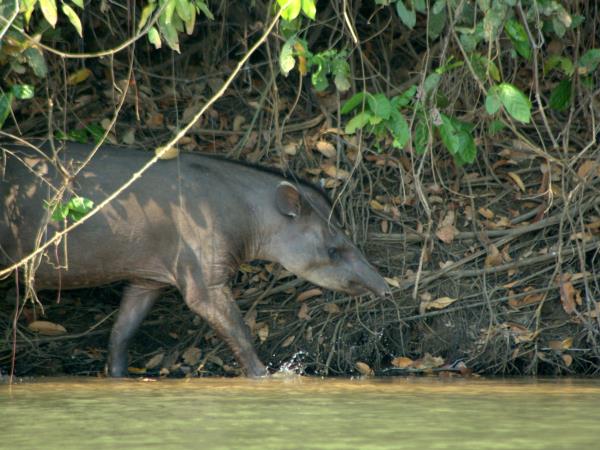 Bolivia small group wildlife tour