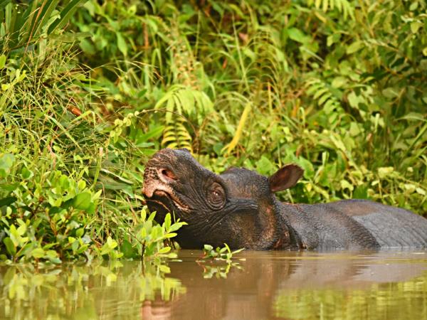 Javan rhino group expedition in Java