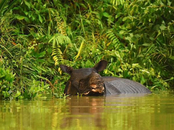 Javan rhino group expedition in Java