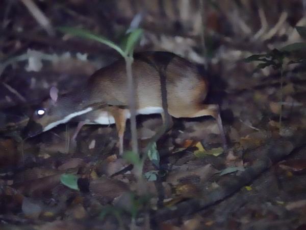 Javan rhino group expedition in Java