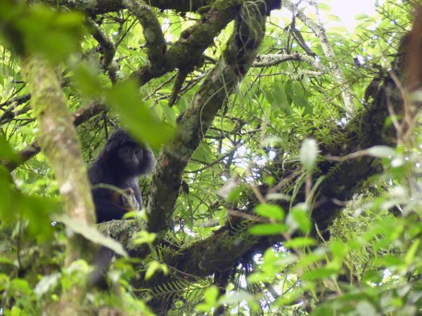 Javan rhino group expedition in Java