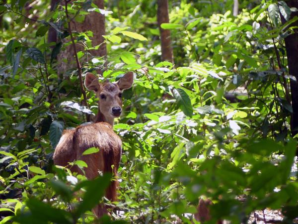Javan rhino group expedition in Java