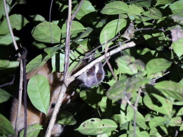 Javan rhino group expedition in Java