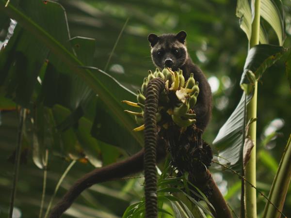 Javan rhino group expedition in Java