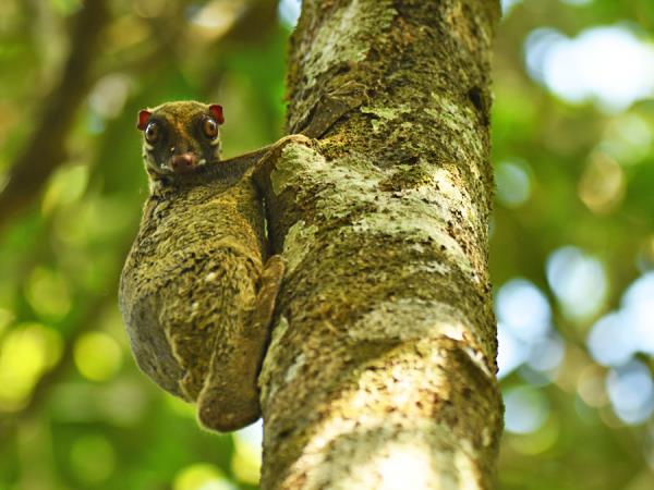 Javan rhino group expedition in Java