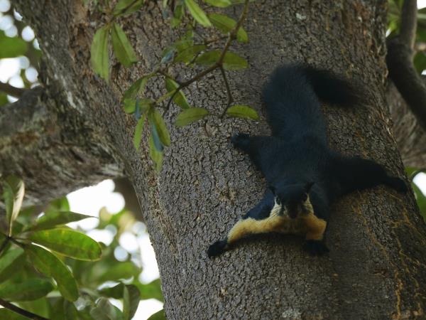 Javan rhino group expedition in Java