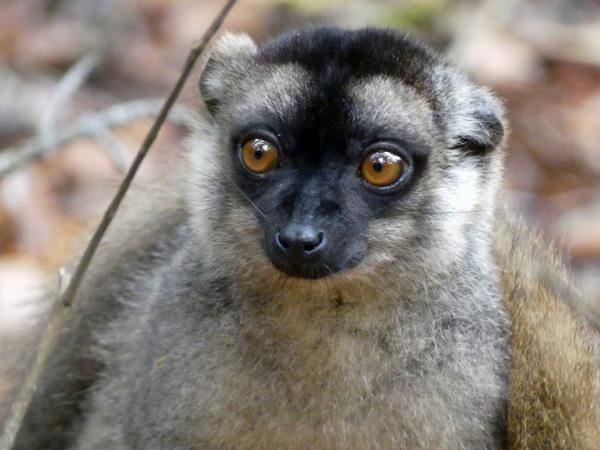 Madagascar 2 week wildlife tour