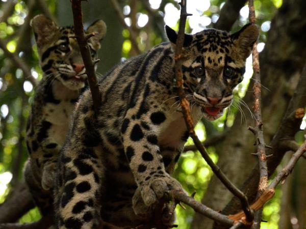 Clouded leopard group expedition in Nepal