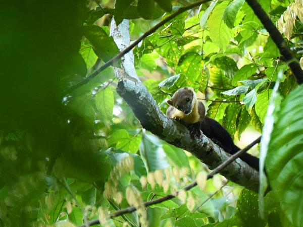 Tawau Hills small group wildlife tour, Borneo