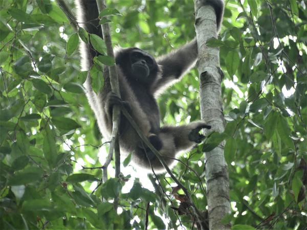 Tawau Hills small group wildlife tour, Borneo