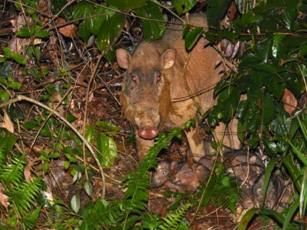 Tawau Hills small group wildlife tour, Borneo