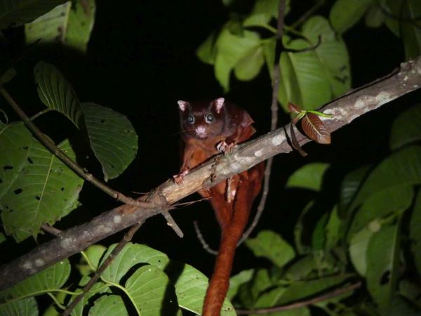 Tawau Hills small group wildlife tour, Borneo