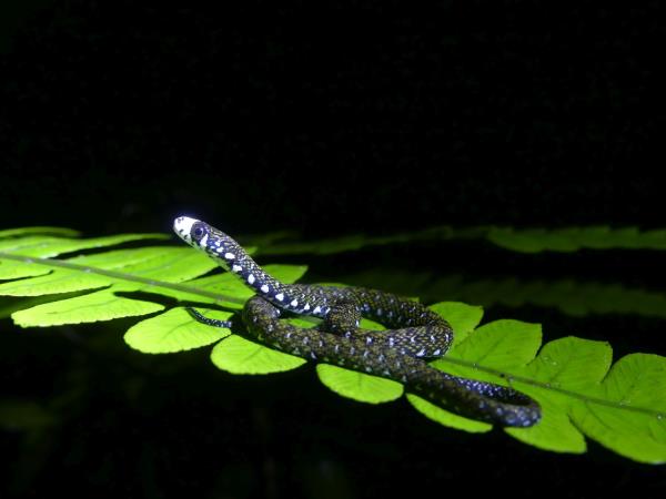 Tawau Hills small group wildlife tour, Borneo