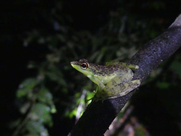 Tawau Hills small group wildlife tour, Borneo
