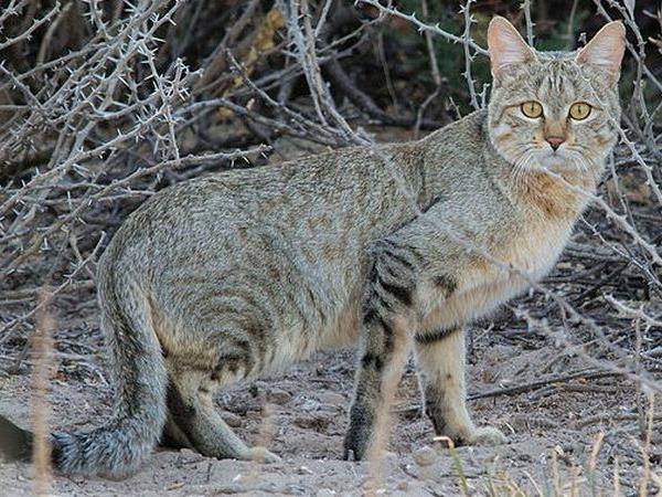 Western Sahara wildlife tour