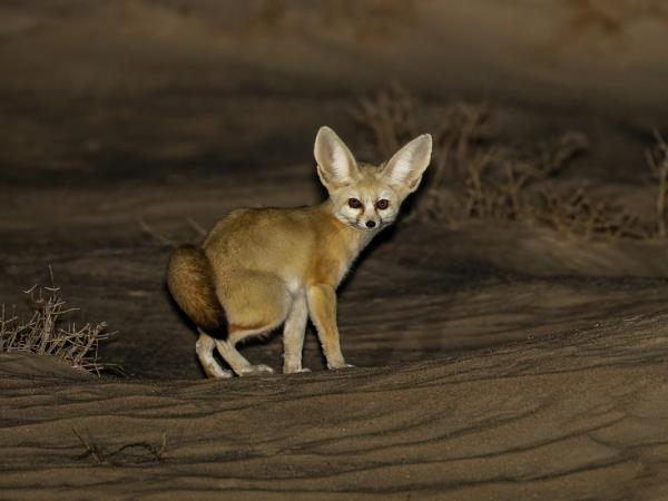 Western Sahara wildlife tour