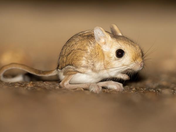 Western Sahara wildlife tour