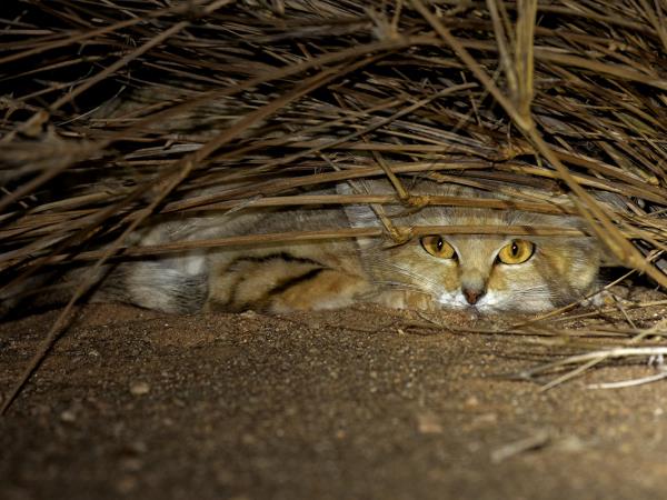 Western Sahara wildlife tour