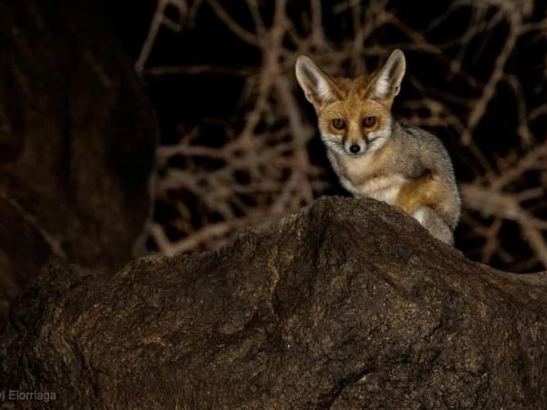 Western Sahara wildlife tour