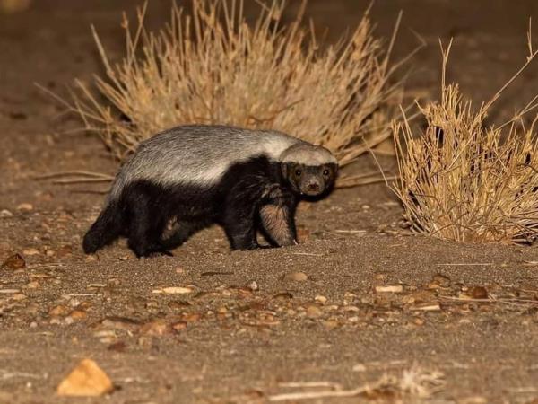 Western Sahara wildlife tour