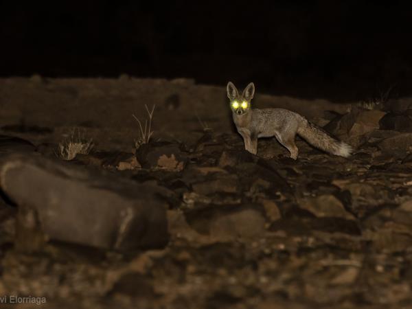 Western Sahara wildlife tour