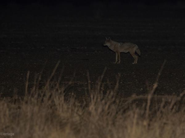 Western Sahara wildlife tour