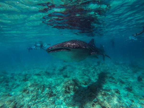 Maldives whale shark conservation snorkeling cruise