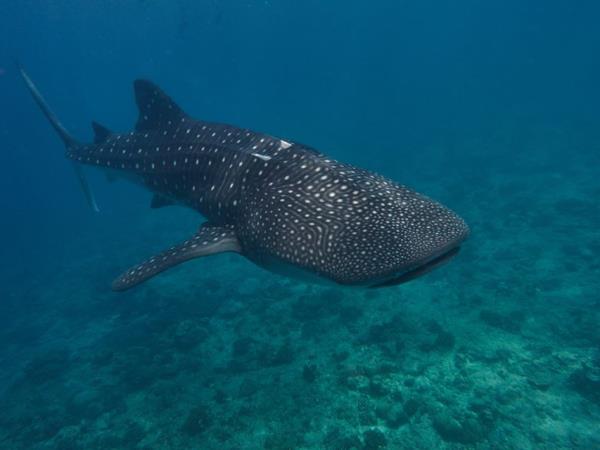 Maldives whale shark conservation snorkeling cruise