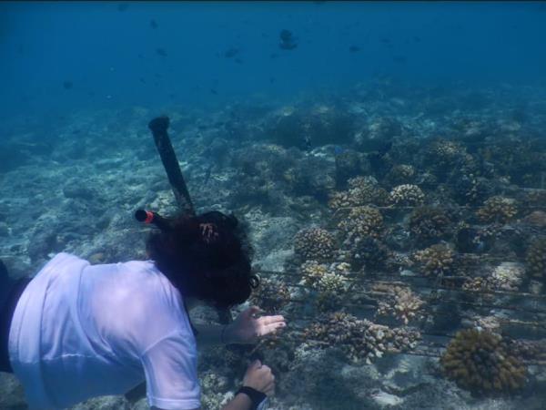 Maldives whale shark conservation snorkeling cruise