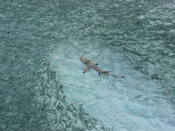 Maldives whale shark conservation snorkeling cruise