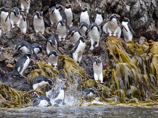 New Zealand cruise with Stewart Island & The Snares