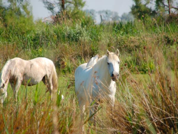 Provence to Camargue cycling vacation in France