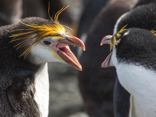 Ross Sea Antarctic Islands cruise from New Zealand